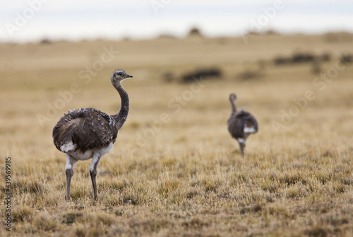 Darwinnandoe, Darwin's Rhea, Rhea pennata pennata photo