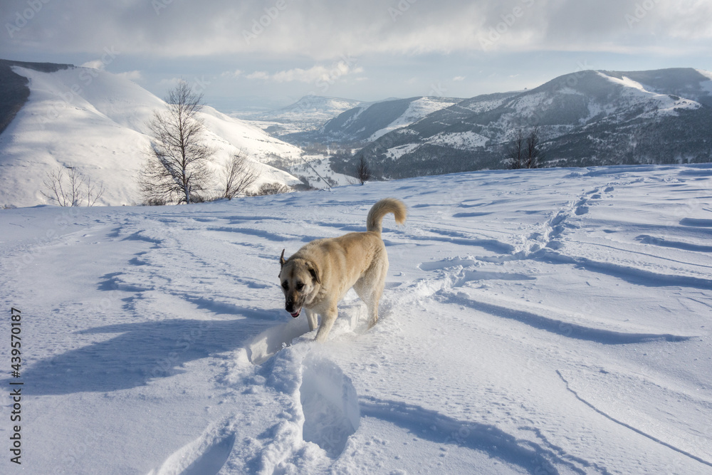 guard dog follows tracks made with human snowshoes guard dog follows tracks made with human snowshoes