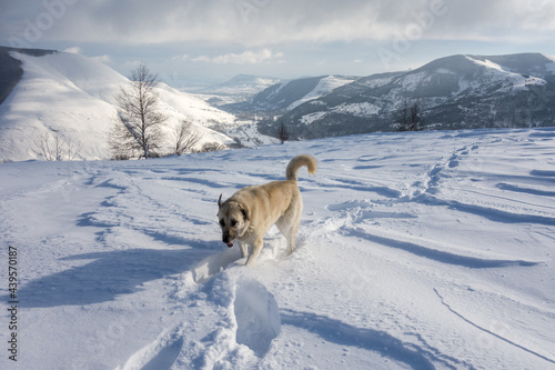 guard dog follows tracks made with human snowshoes photo