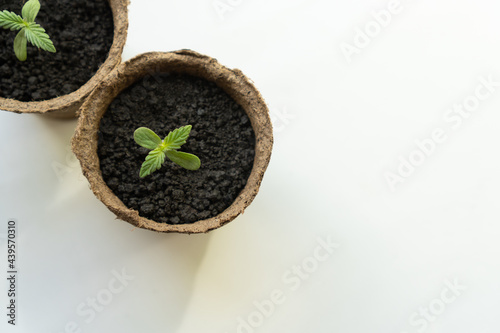 Small cannabis seedlings grow in peat pots at the stage of vegetation eceptions of cultivation  background, in an indoor marijuana for medical purposes in the soil in the sun Potted CBD cannabis plant photo