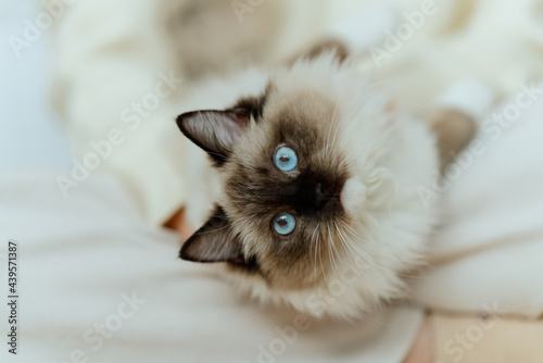Ragdoll cat