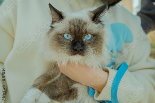 Asian female and ragdoll cat pet