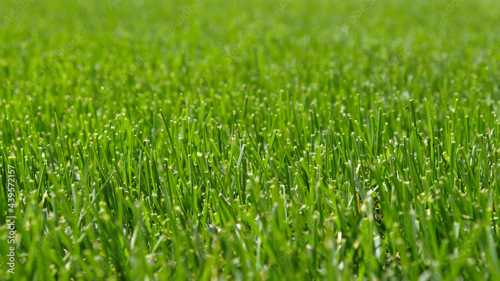 Close up green grass, natural greenery background texture of lawn garden. Ideal concept used for making green flooring, lawn for training football pitch, Grass Golf Courses, green lawn pattern. Close up green grass, natural greenery background texture of lawn garden. Ideal concept used for making green flooring, lawn for training football pitch, Grass Golf Courses, green lawn pattern.