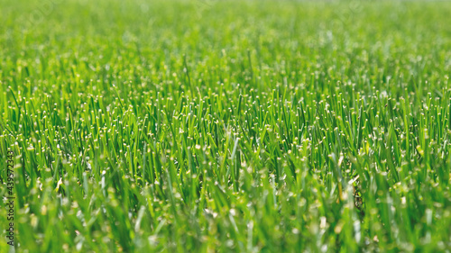 Close up green grass  natural greenery background texture of lawn garden. Ideal concept used for making green flooring  lawn for training football pitch  Grass Golf Courses  green lawn pattern.