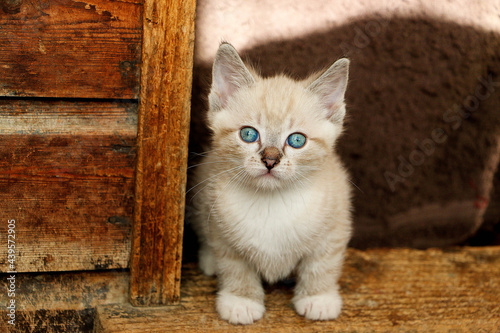 beautiful small burmese kitten portrait