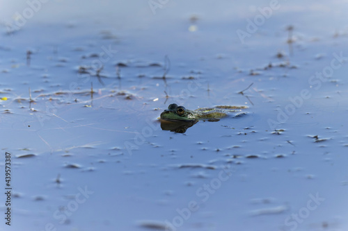 Grenouille verte Pelophylax cf. esculentus / ridibundus en gros plan