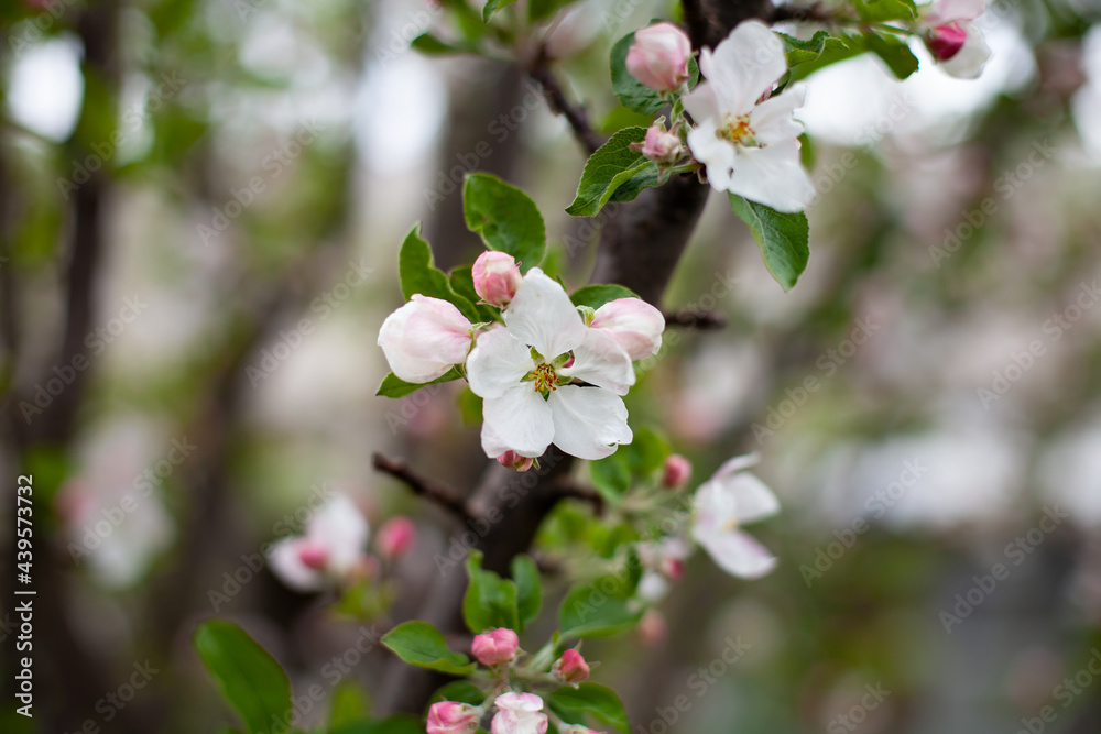large horizontal photo. summer time. eco. branch with apple-tree flowers on a blurred background. blooming apple tree. white flowers of fruit trees. white-pink petals of an apple tree. large horizontal photo. summer time. eco. branch with apple-tree flowers on a blurred background. blooming apple tree. white flowers of fruit trees. white-pink petals of an apple tree.