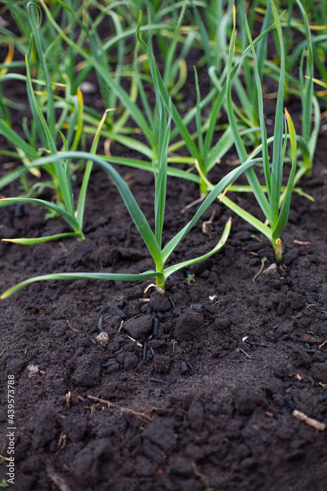 large vertical photo. summer time. garlic leaves. a garden bed with garlic. growing natural healthy products. eco. fertile land. large vertical photo. summer time. garlic leaves. a garden bed with garlic. growing natural healthy products. eco. fertile land.