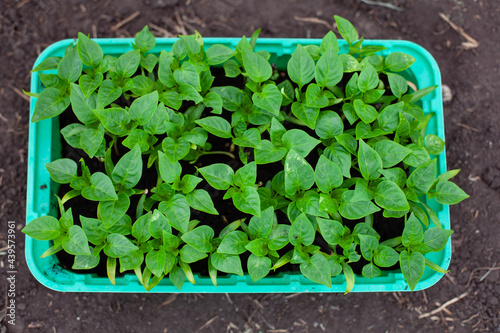 large vertical photo. spring time. eco. growing natural and healthy products. seedlings of bell pepper. small bushes of pepper in a green plastic box. top-down view.