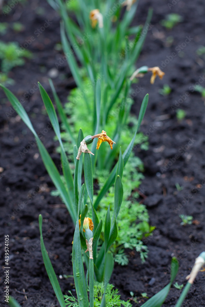 large vertical photo. green faded daffodils planted in a row. flowers in the garden. garden decoration. summer time. flowering season. large vertical photo. green faded daffodils planted in a row. flowers in the garden. garden decoration. summer time. flowering season.