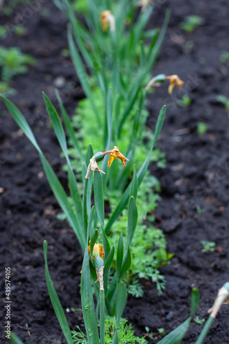 large vertical photo. green faded daffodils planted in a row. flowers in the garden. garden decoration. summer time. flowering season.