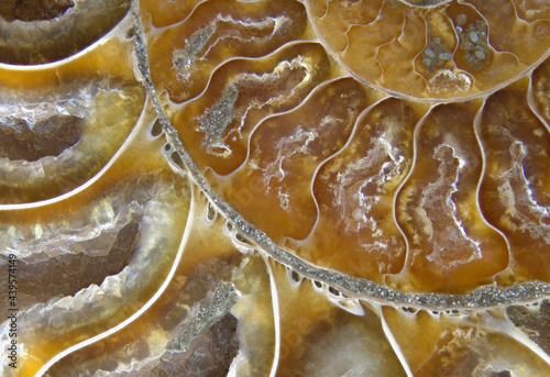 fossil ammonite Cleoniceras 3 horizontal macro, abstract photo