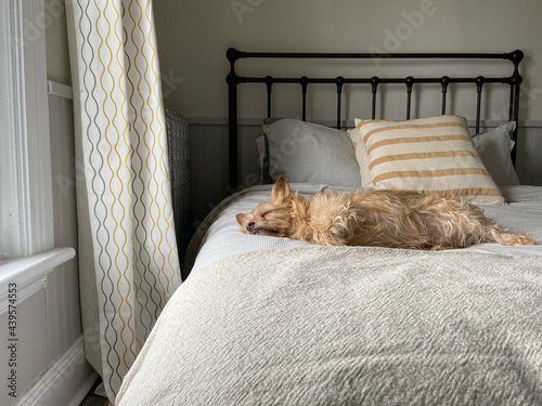 Sleepy dog on comfy bed