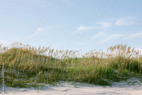 sea oats growing on a sand dune in North Carolina photo