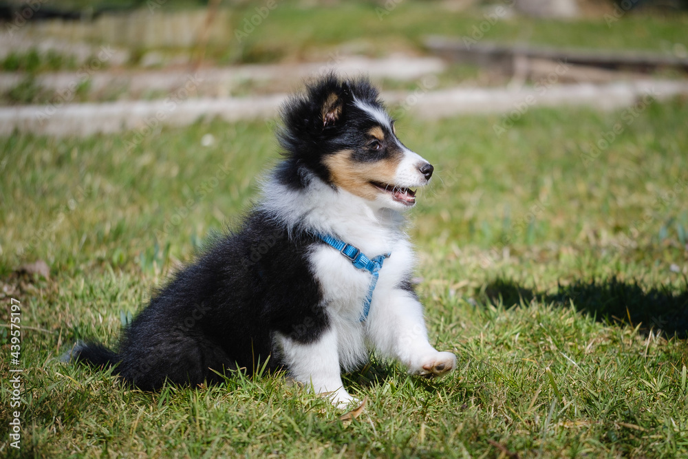 Tricolor Shetland sheepdog puppy dog Tricolor Shetland sheepdog puppy dog