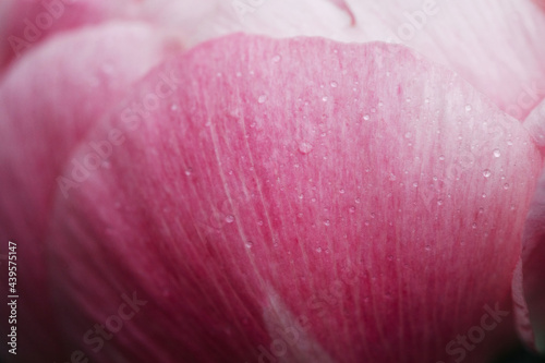 close up macro image of pink peony petals photo