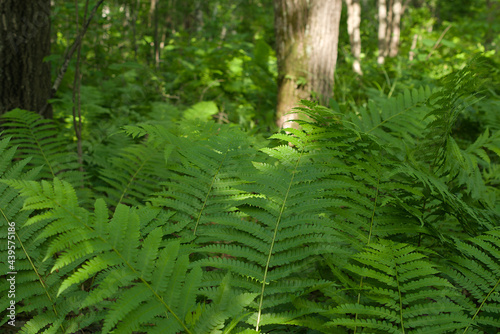 Thickets of fern in the forest.