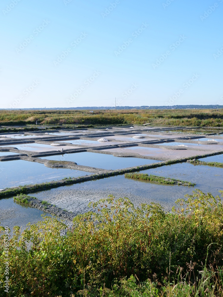 The landscape in the salt marshes in Guerande. June 2021, France.