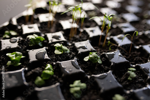 Seedlings being planted for gardening in small plastic containers in a repurposed garage photo