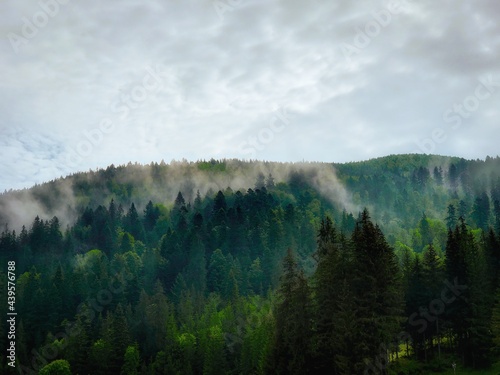 Morning in the mountains. Beautiful mountain landscape with fog and coniferous forest.