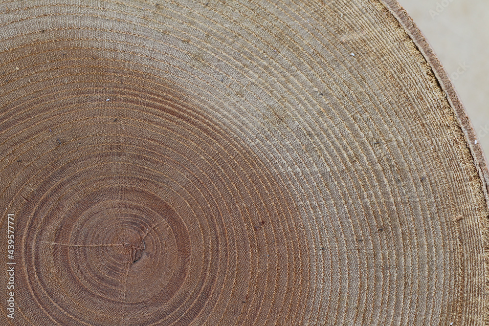 Fototapeta premium クローズアップされた木の年輪