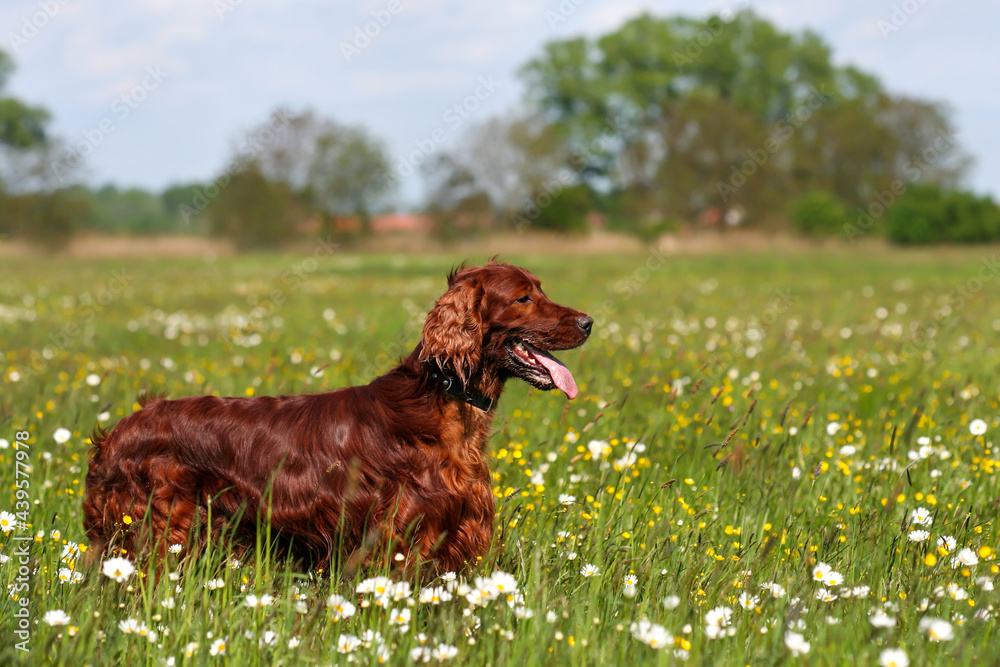 Beautiful irish setter pet dog panting in the flowering grass meadow  in summer