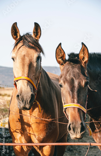 Caballos en zona de granja con brida. Uno de color marr  n oscuro y otro marr  n claro