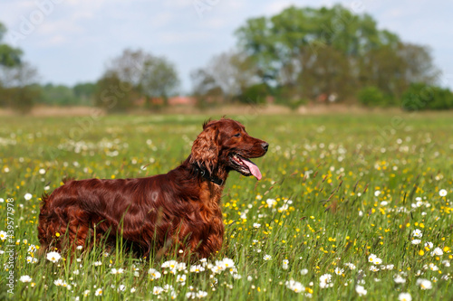 Beautiful irish setter pet dog panting in the flowering grass meadow in summer