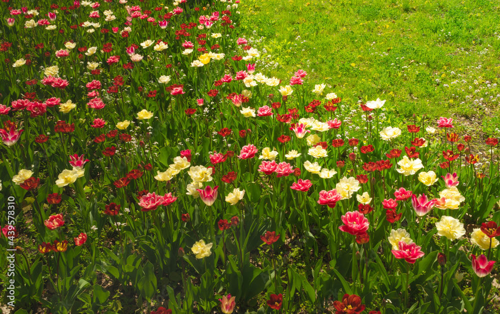 Tulip flowers or flowering tulipa with bokeh