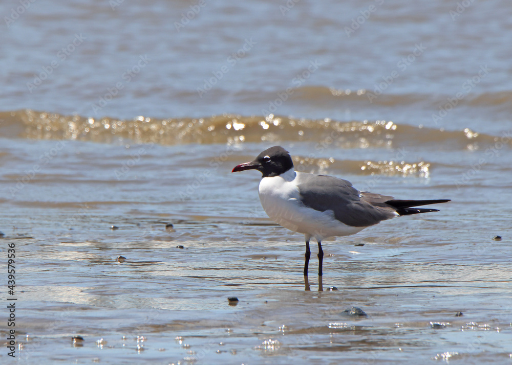 Laughing gull standing at the edge of the ocean Laughing gull standing at the edge of the ocean