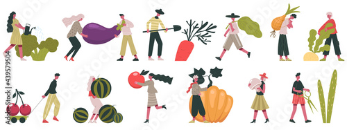 Harvesting vegetables. Fall harvesting, fruits and vegetables cultivation, people working on farm vector illustration. Gardeners with autumn harvest