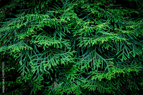 Juniper foliage background. Green natural banner. Low key photo.