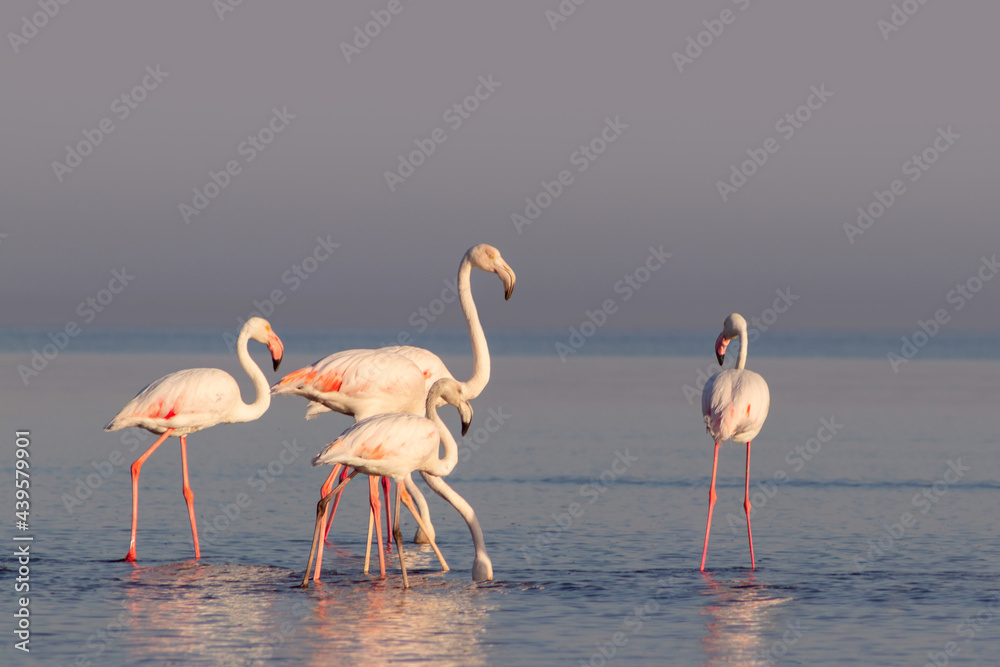 Wild african birds. Group birds of pink african flamingos  walking around the blue lagoon on a sunny day