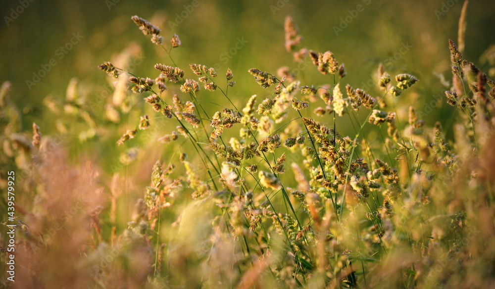 prairie prairie