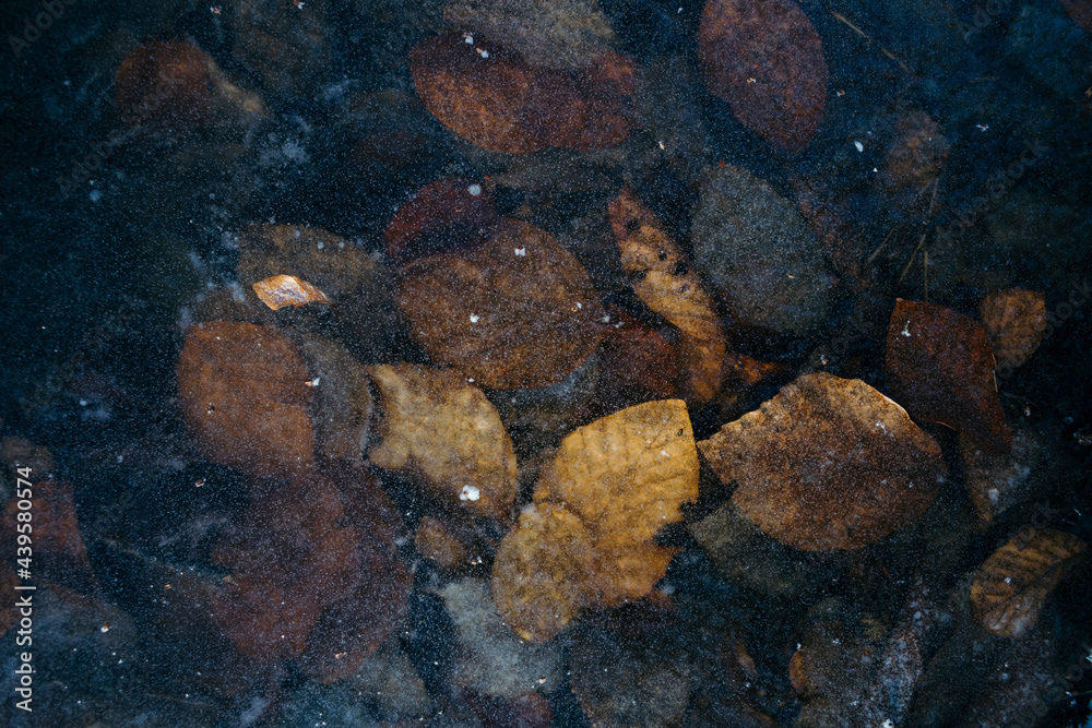 Leaves in ice abstract background Leaves in ice abstract background