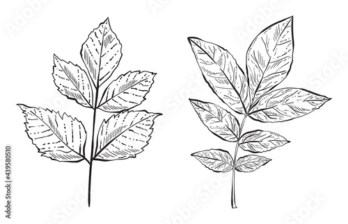 Hand Drawn Forest Leaves, Black and White Detailed Vector Illustrations for invitations, greeting cards, quotes, blogs, posters. © GVGraphics