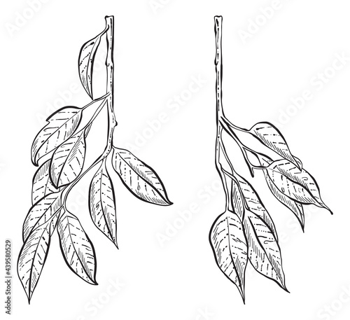Hand Drawn Forest Leaves, Black and White Detailed Vector Illustrations for invitations, greeting cards, quotes, blogs, posters.