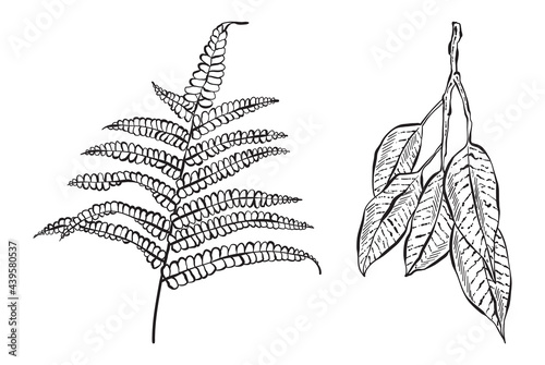 Hand Drawn Forest Leaves, Black and White Detailed Vector Illustrations for invitations, greeting cards, quotes, blogs, posters.