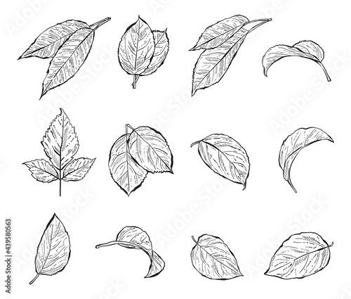 Hand Drawn Forest Leaves, Black and White Detailed Vector Illustrations for invitations, greeting cards, quotes, blogs, posters.