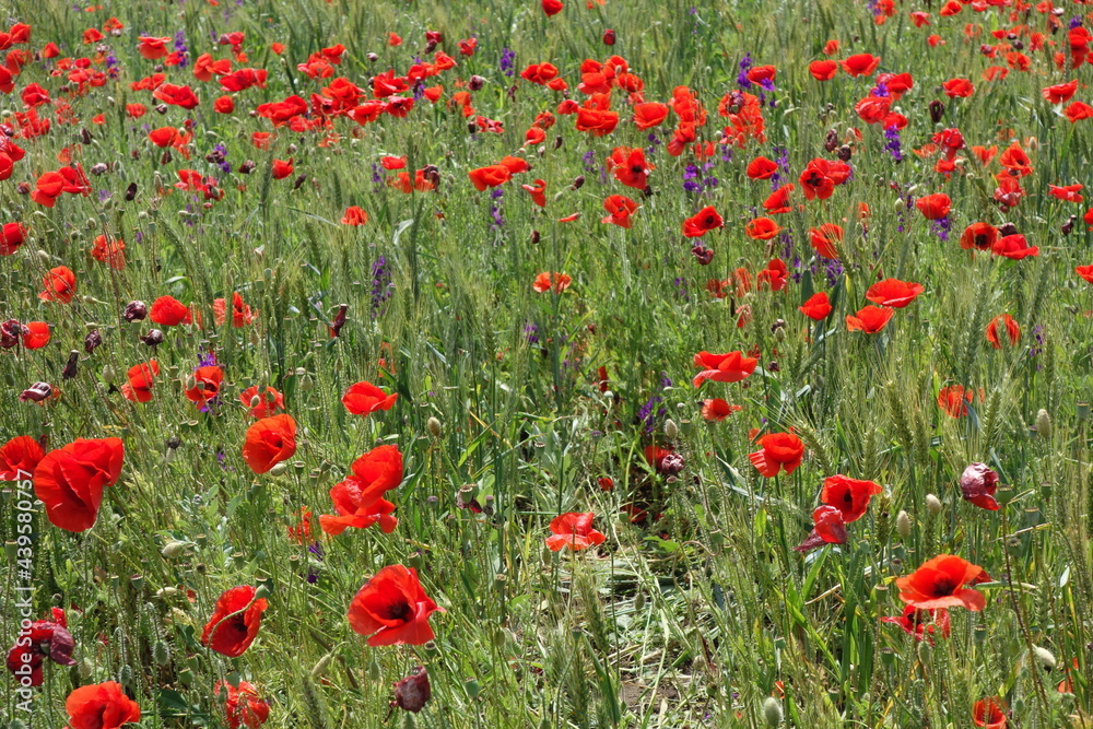 Poppies blown by the wind