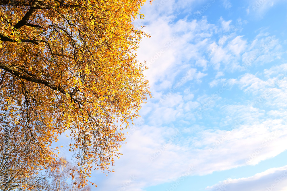 yellow trees with golden foliage in an autumn park against a background of blue sky, natural landscape, the concept of a healthy lifestyle, good autumn mood yellow trees with golden foliage in an autumn park against a background of blue sky, natural landscape, the concept of a healthy lifestyle, good autumn mood