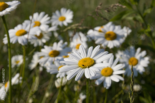 chamomile flowers in the wild in a field
