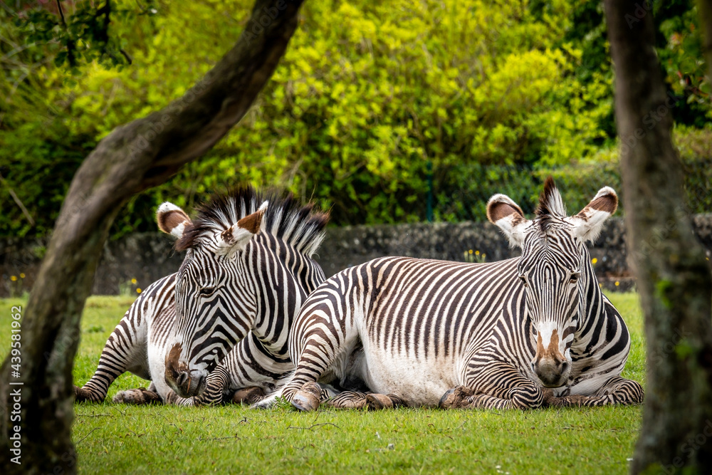 Fototapeta premium Two Grevys Zebras sitting down and framed by tree