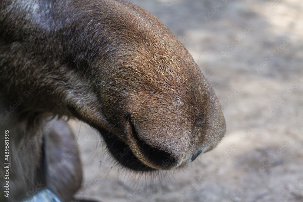 Wild elk nose with large nostrils close-up, breath of a large animal mammal Wild elk nose with large nostrils close-up, breath of a large animal mammal