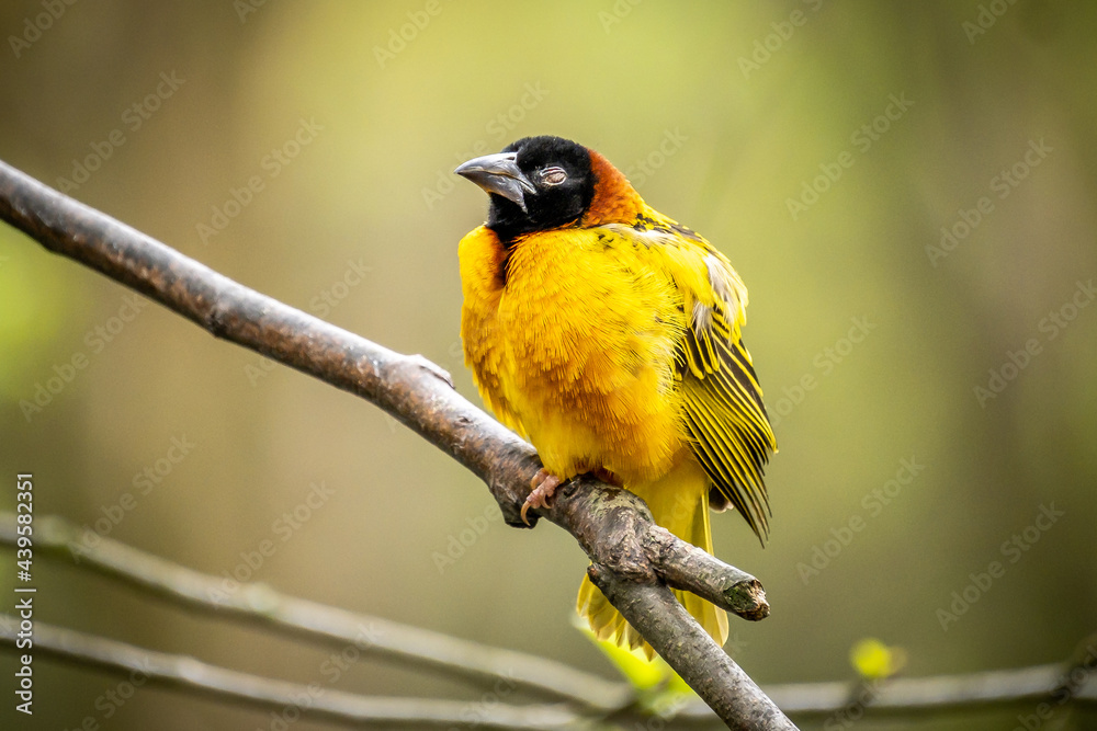 Fototapeta premium Village Weaver bird on branch