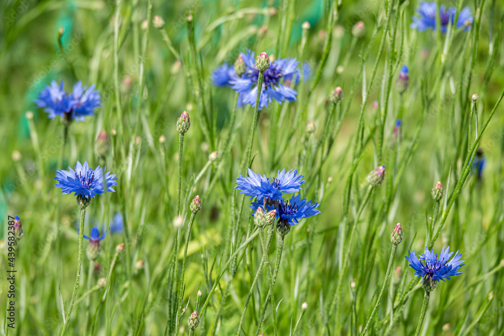 Cornflowers and green grass in sunset light in summer meadow, selective focus. Atmospheric beautiful moment. Wildflowers centaurea close up in warm light, summer in countryside. Environment Cornflowers and green grass in sunset light in summer meadow, selective focus. Atmospheric beautiful moment. Wildflowers centaurea close up in warm light, summer in countryside. Environment