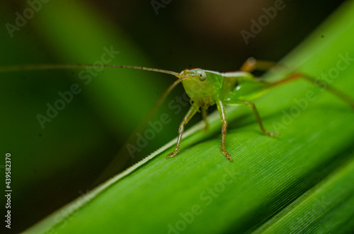 grasshopper on a leaf © hafizzat