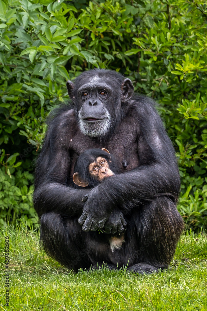 Chimpanzee mother and baby