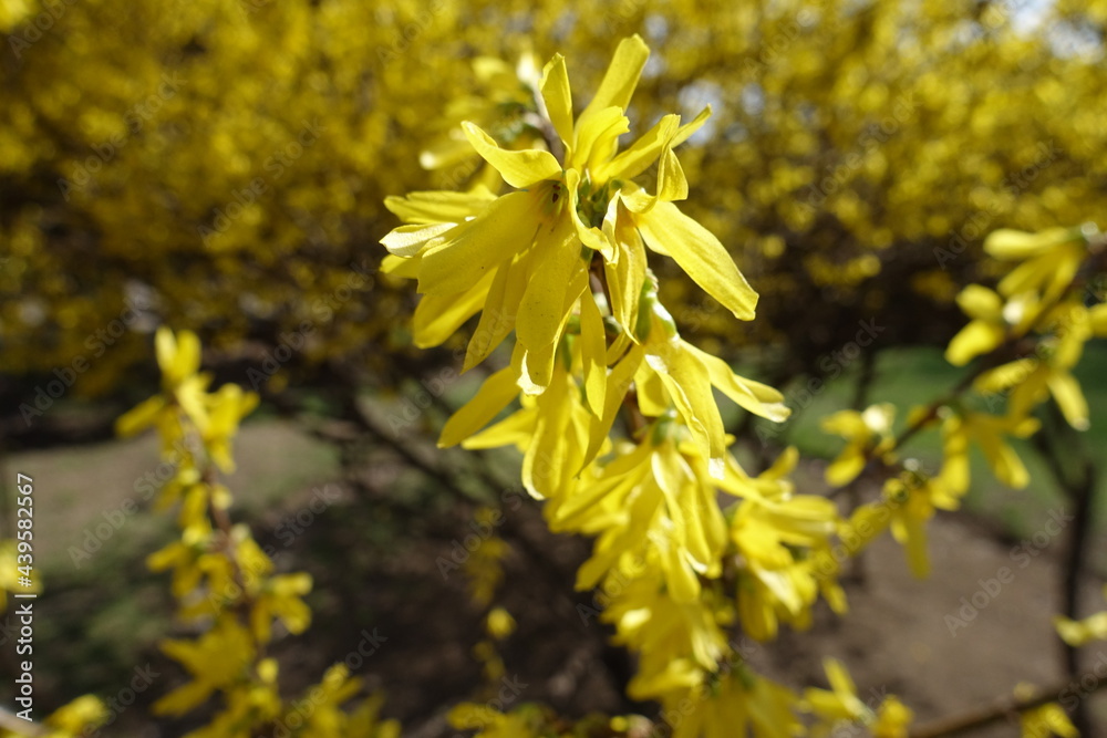 Upright branch of forsythia covered with yellow flowers in mid March Upright branch of forsythia covered with yellow flowers in mid March