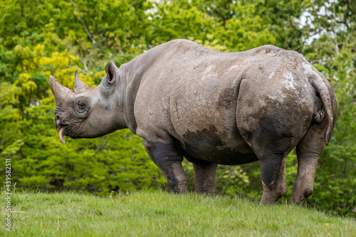 Black Rhinoceros standing on bank